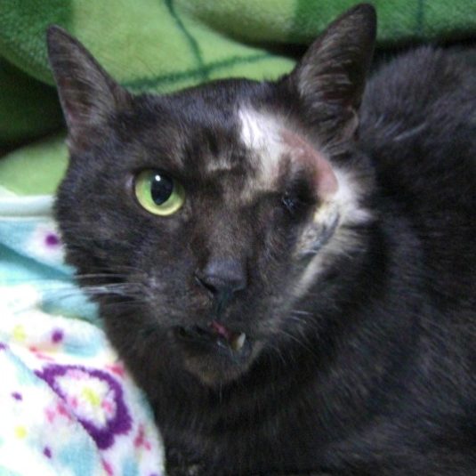 クロマメちゃん