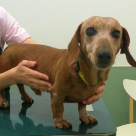 ウッディちゃん