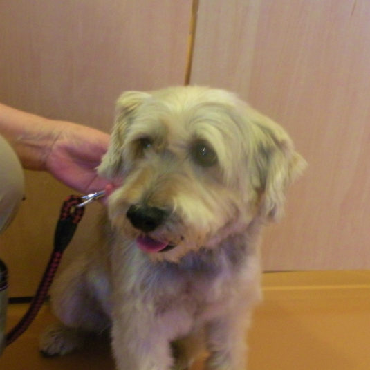 ジャッキーちゃん