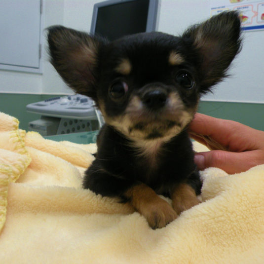 ティアラちゃん