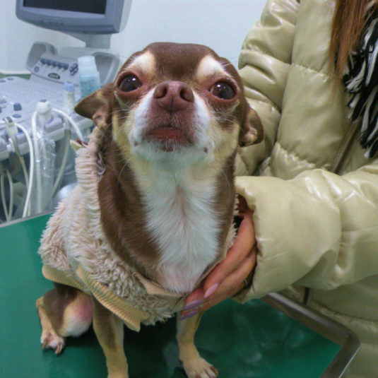 ももたろうちゃん