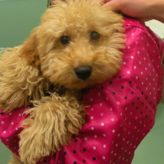 クッキーちゃん