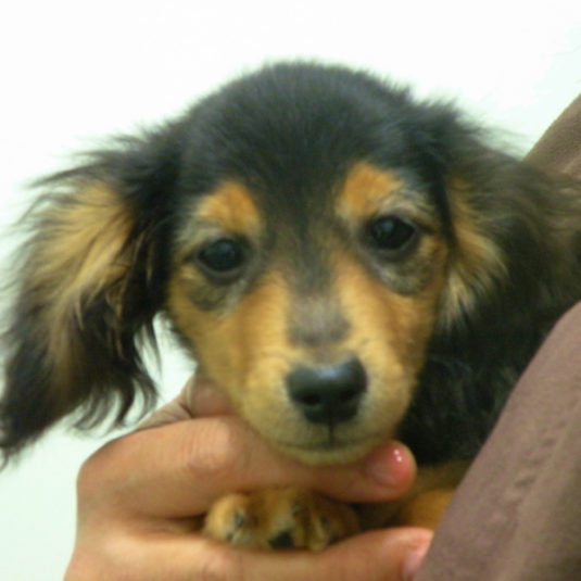 イーサンちゃん