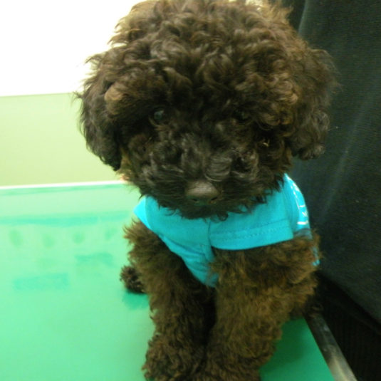 くーへいちゃん