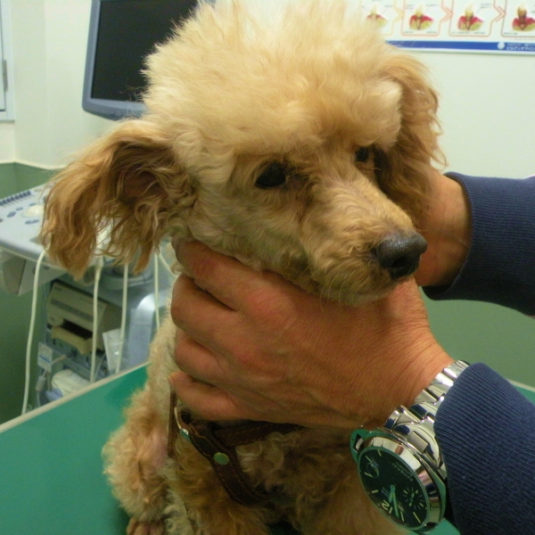 チェリーちゃん