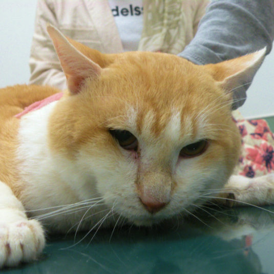 ちょうじゅうろうちゃん