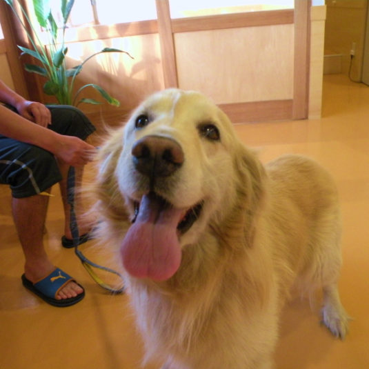 スリンキーちゃん