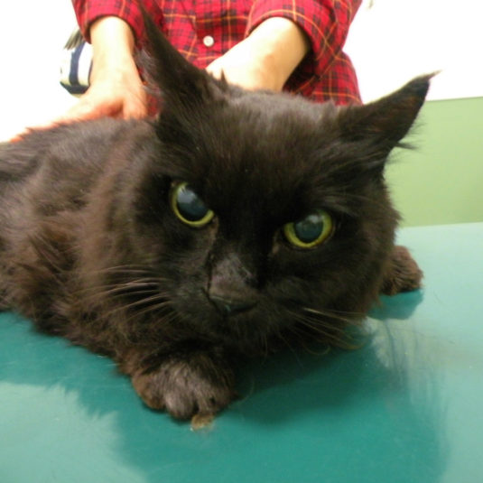 ノンノンちゃん