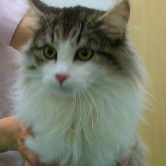 オスカルちゃん