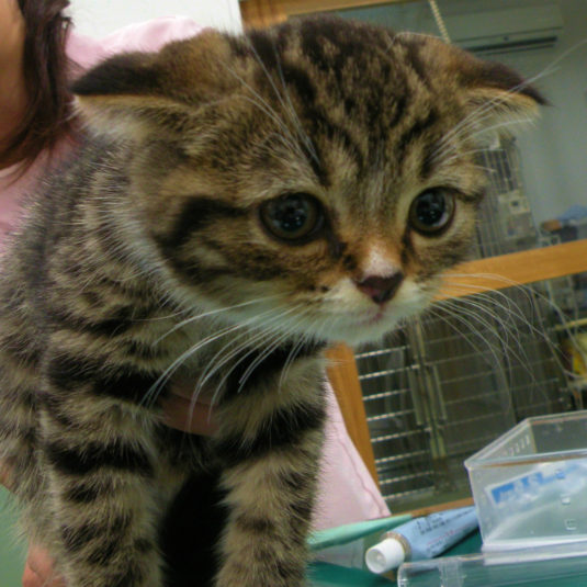 にゃたろうちゃん