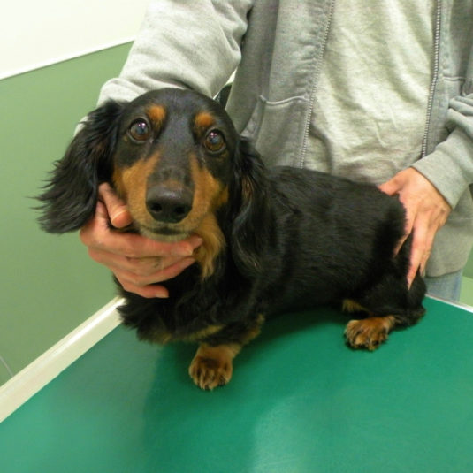 くろまめちゃん