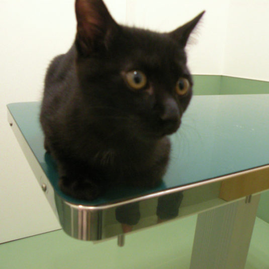 イッキューちゃん