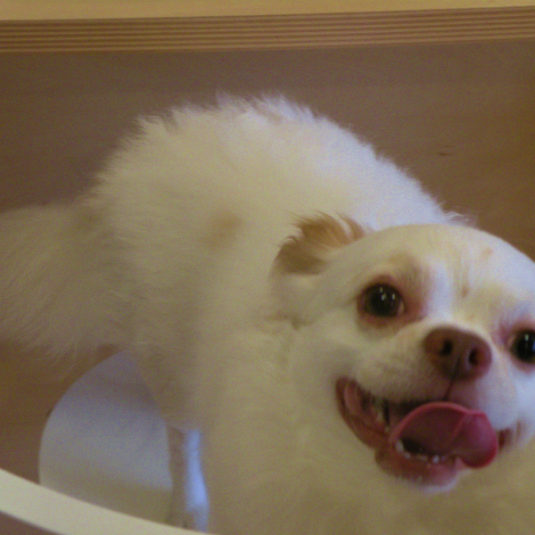 ラッキーちゃん