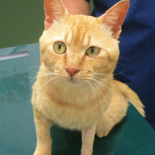 チャボじいさんちゃん