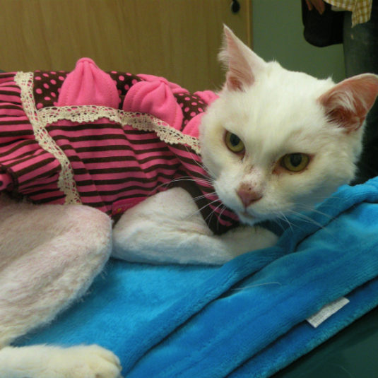 ミルキーちゃん