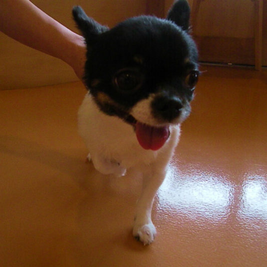 ティアラちゃん