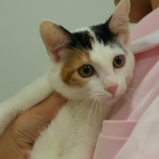 ミクロウちゃん