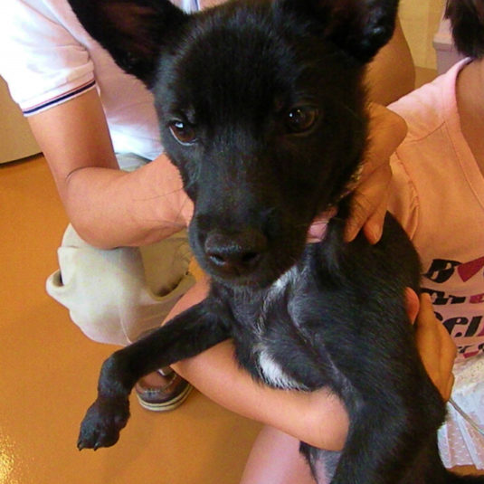 クロスケちゃん