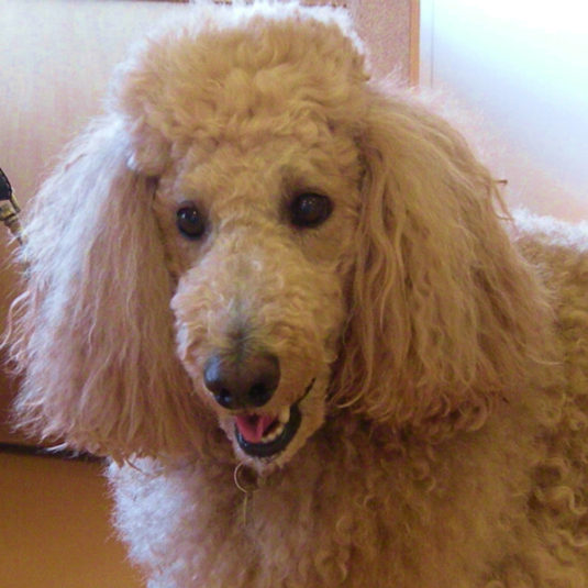 モンシェリちゃん