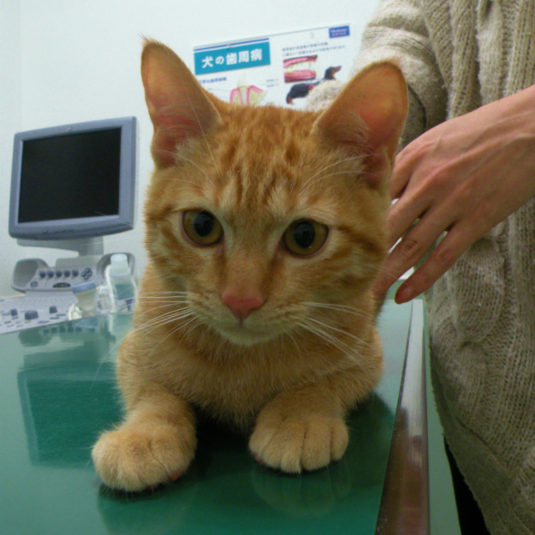 暁（アキラ）ちゃん