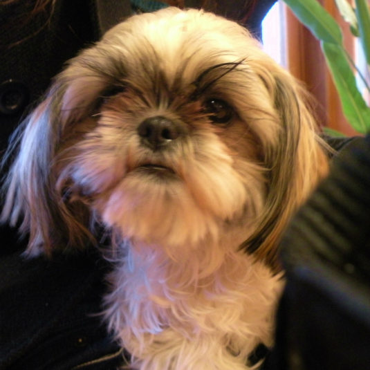 ベンジーちゃん