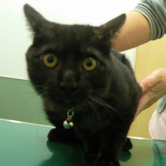 ニャン太郎ちゃん