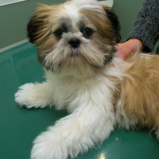 ししまるちゃん