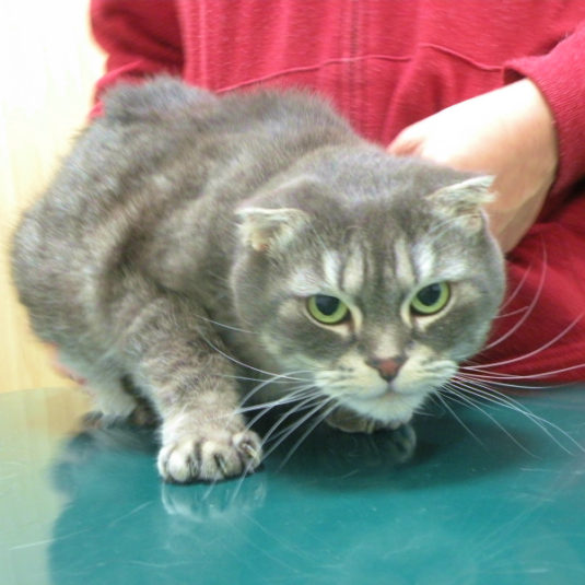 のんにゃんちゃん