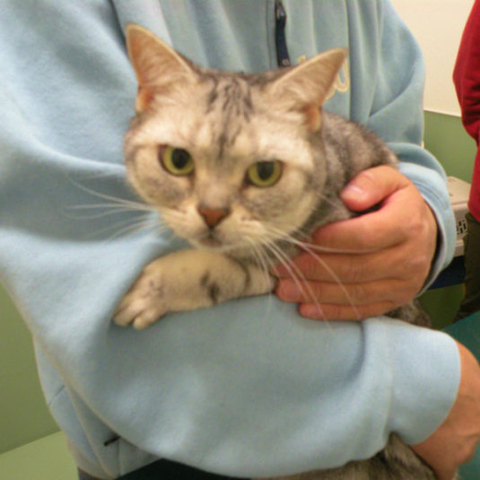 ニャラーリーちゃん