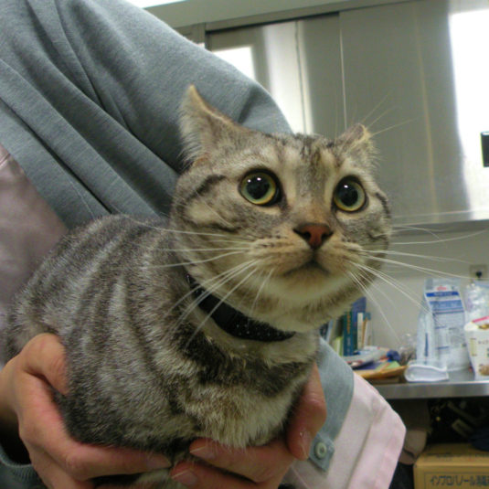 シルバーちゃん