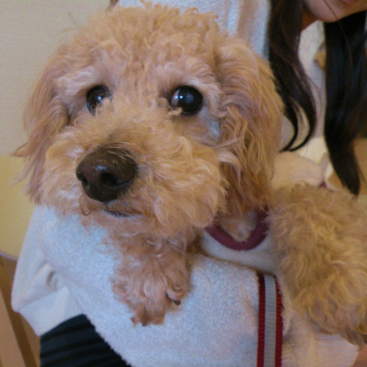 ポポちゃん（トイ・プードル）