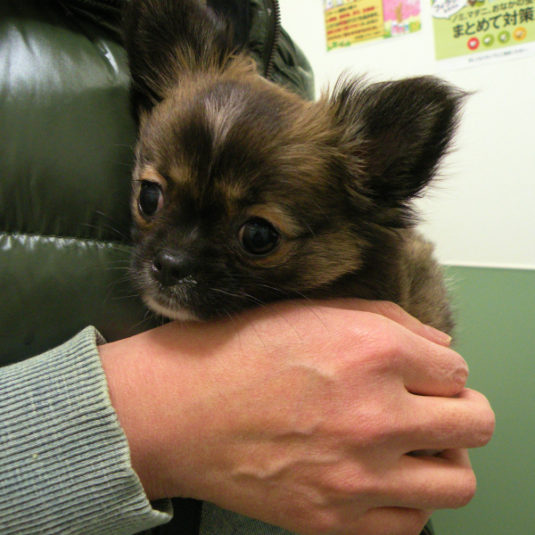 きなこちゃん（チワワ）