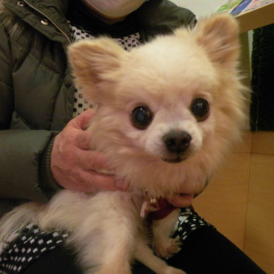 ラブちゃん（チワワ）