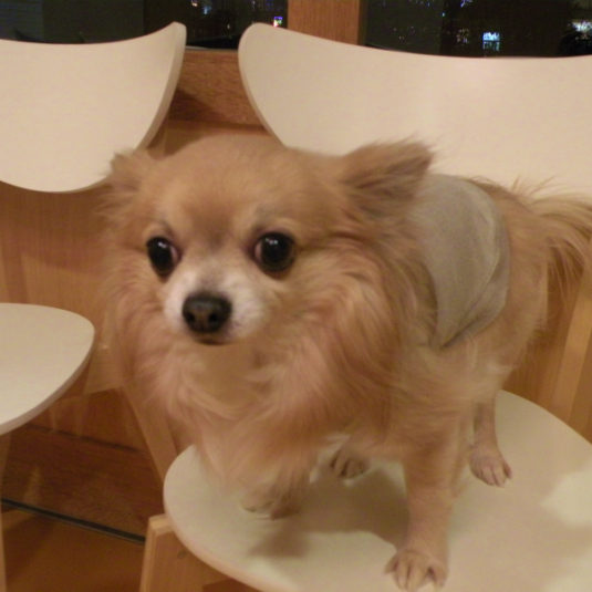 コナンちゃん（チワワ）