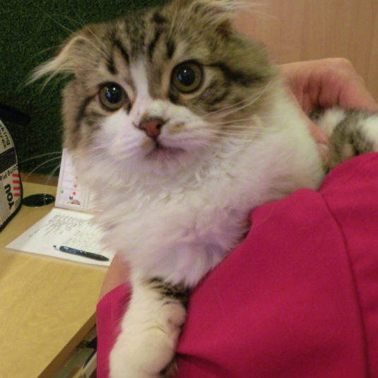 チョコちゃん（スコティッシュ・フォールド）