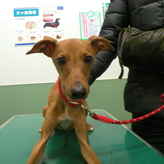 ミミちゃん（イタリアン・グレーハウンド）