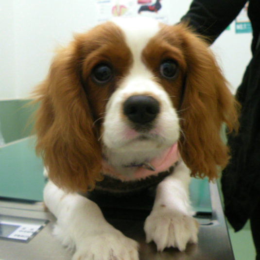 きなこちゃん（キャバリア・キング・チャールズ・スパニエル）