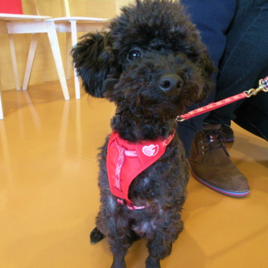 黒麻呂ちゃん（トイ・プードル）