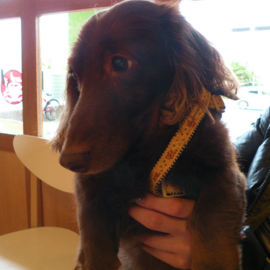 スヌープちゃん（ミニチュア・ダックスフンド）