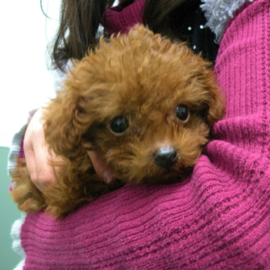 ちょこちゃん（トイ・プードル）