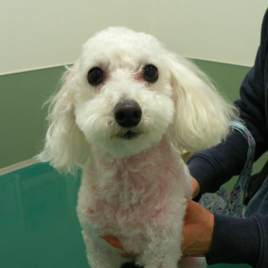 くぅちゃん（トイ・プードル）