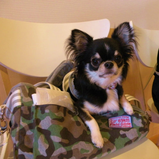 ショコラちゃん（チワワ）