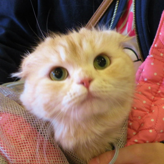 福音ちゃん（スコティッシュ・フォールド）