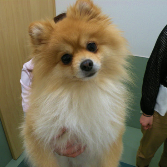 ベポちゃん（ポメラニアン）