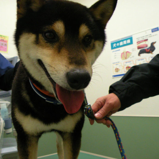 マロちゃん（柴犬）