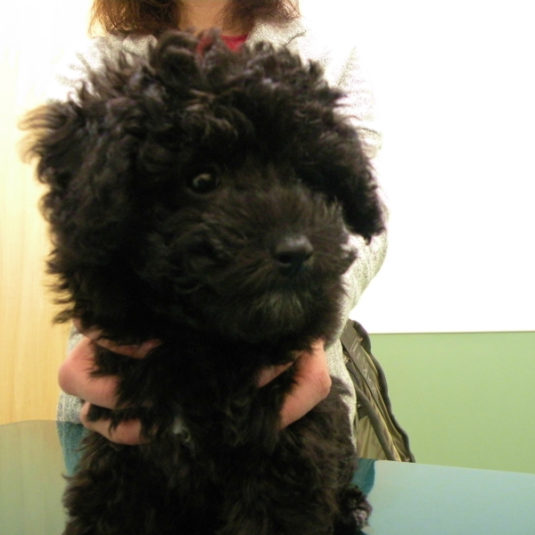 ルルちゃん（トイ・プードル）