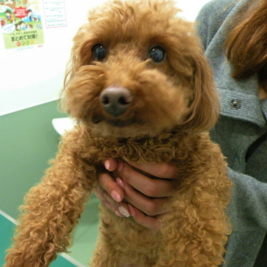 セシルちゃん（トイ・プードル）