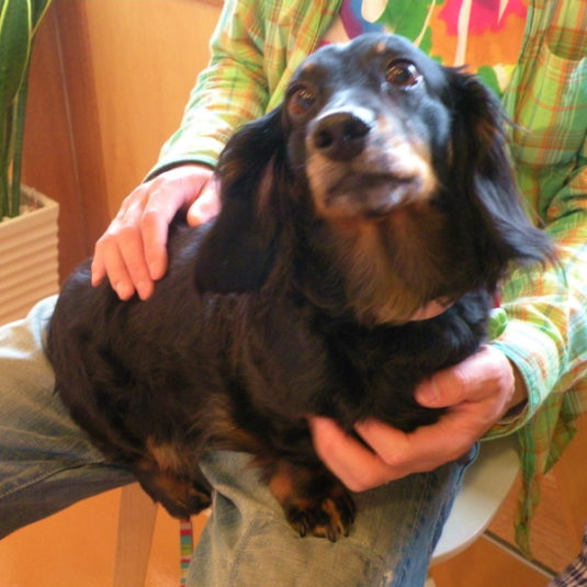 さくらちゃん（ミニチュア・ダックスフンド）