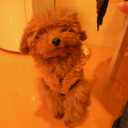 心愛ちゃん（トイ・プードル）