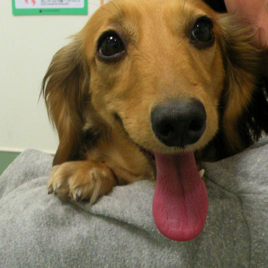 ゆきちゃん（ミニチュア・ダックスフンド）